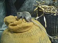 Rat noir (Rattus rattus)