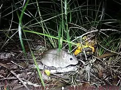 Description de l'image Rattus tunneyi collecting seed from Macrozamia pauli-guilielmi.jpg.