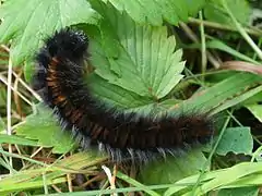 Chenille de Bombyx de la ronce sur du Fraisier