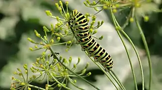 Chenille de Machaon sur une tige d'aneth.