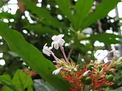 Description de l'image Rauwolfia serpentina(Flower).jpg.