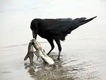 Un Corbeau à gros bec mangeant les restes d’un petit requin mort.