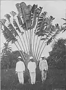 Arbre du voyageur au Jardin botanique d'Eala (R.D. Congo) vers 1903-1904