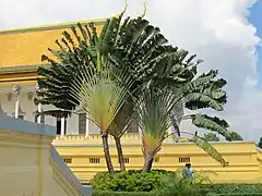 Arbre du voyageur dans les jardins du palais royal de Phnom Penh (Cambodge)