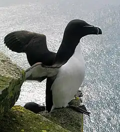 L'Islande abrite la plus importante partie des effectifs mondiaux de Petits Pingouins.