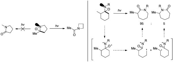 Sélectivité du réarrangement en fonction de l'orientation du doublet non liant de l'azote.