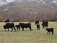 photographie couleur montrant un troupeau de race avilena. Ces animaux sont d'un noir intense uniforme qi tranche sur l'herbage ras jauni. On distingue cinq vaches ou génisses et quatre veaux.
