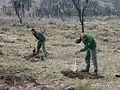 Travaux de reboisement par les APFM pour fixer le sol après incendie en Forêt Domaniale de la colle du Rouet, 2005.