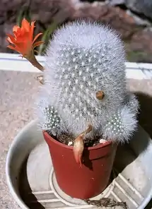 Cactaceae : Rebutia muscula, tiges succulentes.