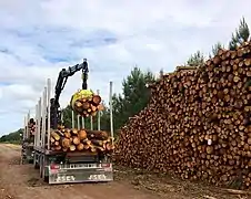 Récolte de bois de pins pour l'usine à papier de Facture.