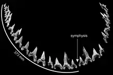 Schéma reconstituant la denture de la manndibule de Cardabiodon ricki.