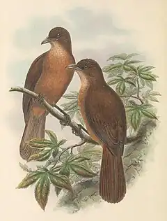 Description de l'image Rectes leucorhynchus - The Birds of New Guinea (cropped).jpg.