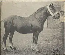 Photo noir et blanc d'un cheval costaud vu de profil et tenu en main.
