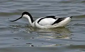 Photographie d’un oiseau blanc et noir, au bec recourbé vers le haut, en train de nager.