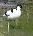 Avocette élégante (Recurvirostra avosetta)