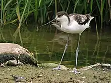 Photo d'un oiseau immature posé au bord de l'eau avec de la végétatiton aquatique en arrière-plan