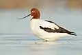 Avocette d'Australie de profil debout dans l'eau. Elle est blanche avec l'aile partiellement brune et la tête rousse.