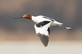 Avocette d'Australie