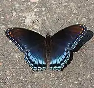 Limenitis arthemis astyanax