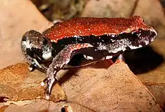 Description de l'image Red-backed Toadlet - Pseudophryne coriacea edit.jpg.