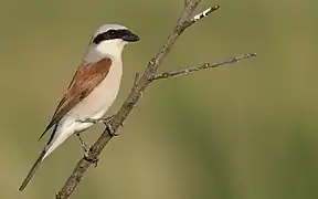 Un pie-grièche auprès d'un lac vers Kerkini-Beles, Grèce.