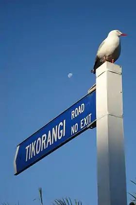 Tikorangi
