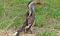 Tockus erythrorhynchus (Parc national Kruger, Afrique du Sud)