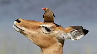 Avec une femelle impala