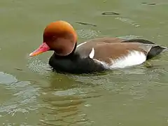 Nette rousse.