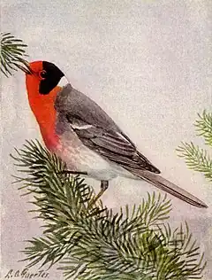 Description de l'image Red-faced Warbler NGM-v31-p305-D.jpg.
