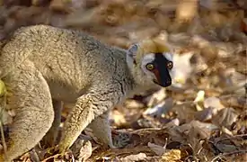 Eulemur rufifrons