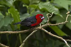 Description de l'image Red-headed Bluebill - Kakamega - Kenya 06 2643 (22568963858).jpg.