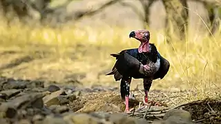 Mâle au parc national de Ranthambore.