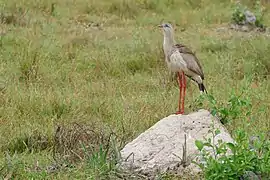 Cariama sur une termitière (Mato Grosso, Brésil)