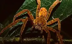 Description de l'image Red-legged Wandering Spider (Cupiennius coccineus) (36643034962).jpg.