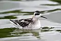 Phalarope à bec étroit