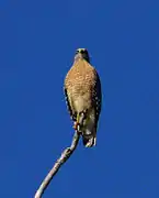 Buse à épaulettes (Buteo lineatus)