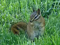 Description de l'image Red-tailed Chipmunk (Tamias ruficaudus).jpg.