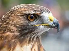 Oiseau, tête de profil aux plumes et yeux marron, rehaussées de blanc, bec courbe et pointu gris et jaune.