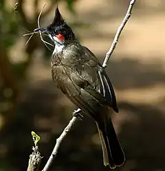 Pycnonotus jocosus dans le Karnataka, en Inde