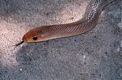 Description de l'image Red Beaked Snake (Rhamphiophis rubropunctatus) (14121165692).jpg.