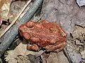 Juvénile, probablement Bufo americanus charlesmithi.