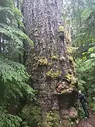 Le Red Creeck Fir sur l'île de Vancouver, Canada, le douglas le plus volumineux.