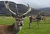 Cerf élaphe (Cervus elaphus)