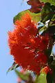 Corymbia ficifolia