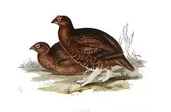 Description de l'image Red Grouse.jpg.