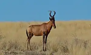 Alcelaphus buselaphus (bubale roux)