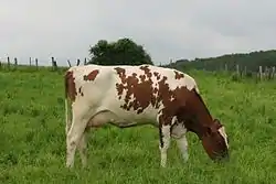 Photo couleur d'une vache pie rouge à stature fine et mamelle développée.