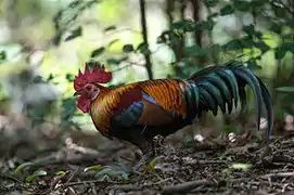 Coq, parc national de Khaeng Krachan, Thaïlande