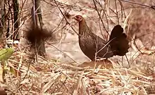 Poule bankiva (Gallus gallus) de la sous-espèce Gallus gallus murghi